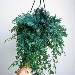 Rainbow Moss Peacock Fern 8” Hanging Basket - US SELLER