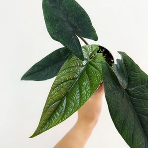 Alocasia Scalprum 4&quot; - US SELLER