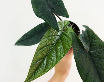 Alocasia Scalprum 4" - US SELLER