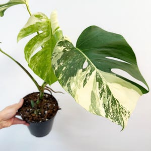 Albino Monstera - Etsy