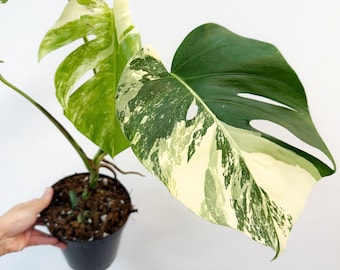 Monstera Borsiginana Albo 5” - US SELLER