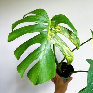 May include: A Monstera deliciosa plant in a black plastic pot. The large, heart-shaped leaf features deep fenestrations and distinct yellow variegation on the right side, contrasting with the solid green color of the rest of the foliage.