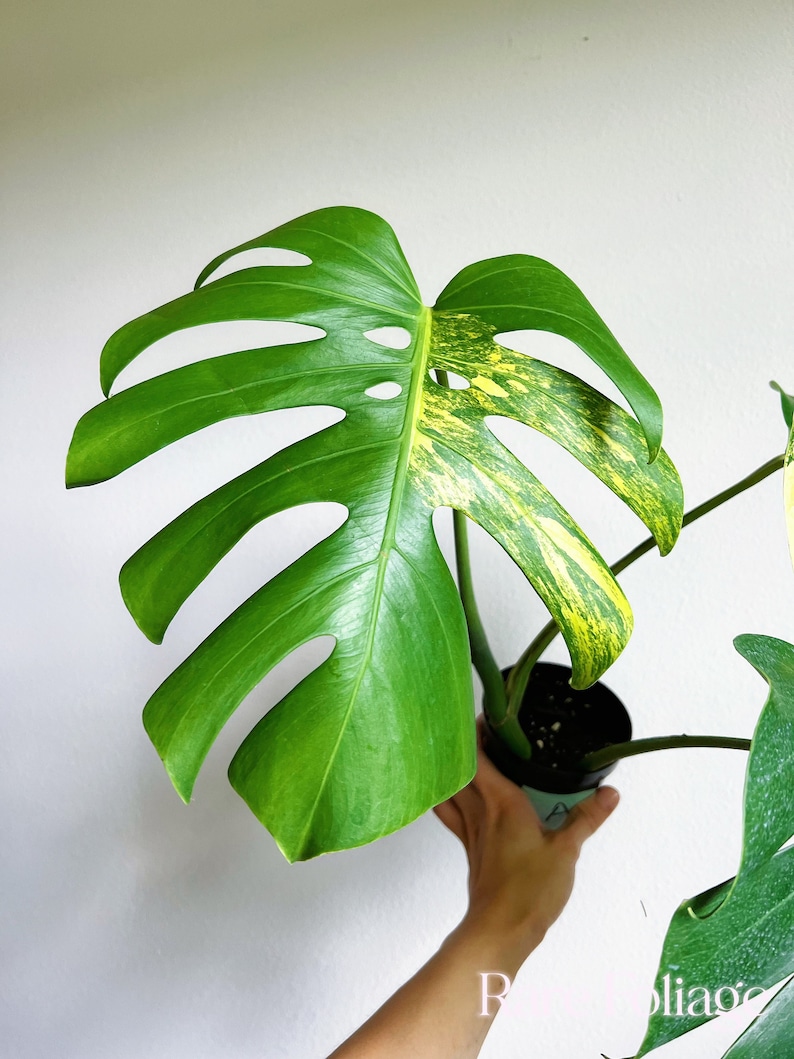 May include: A Monstera deliciosa plant in a black plastic pot. The large, heart-shaped leaf features deep fenestrations and distinct yellow variegation on the right side, contrasting with the solid green color of the rest of the foliage.