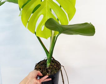 Monstera Lemon Lime 6” - US SELLER - Etsy