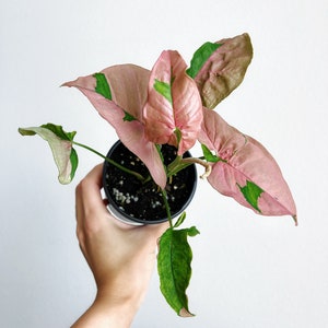 Syngonium Pink Lava 4" - US SELLER