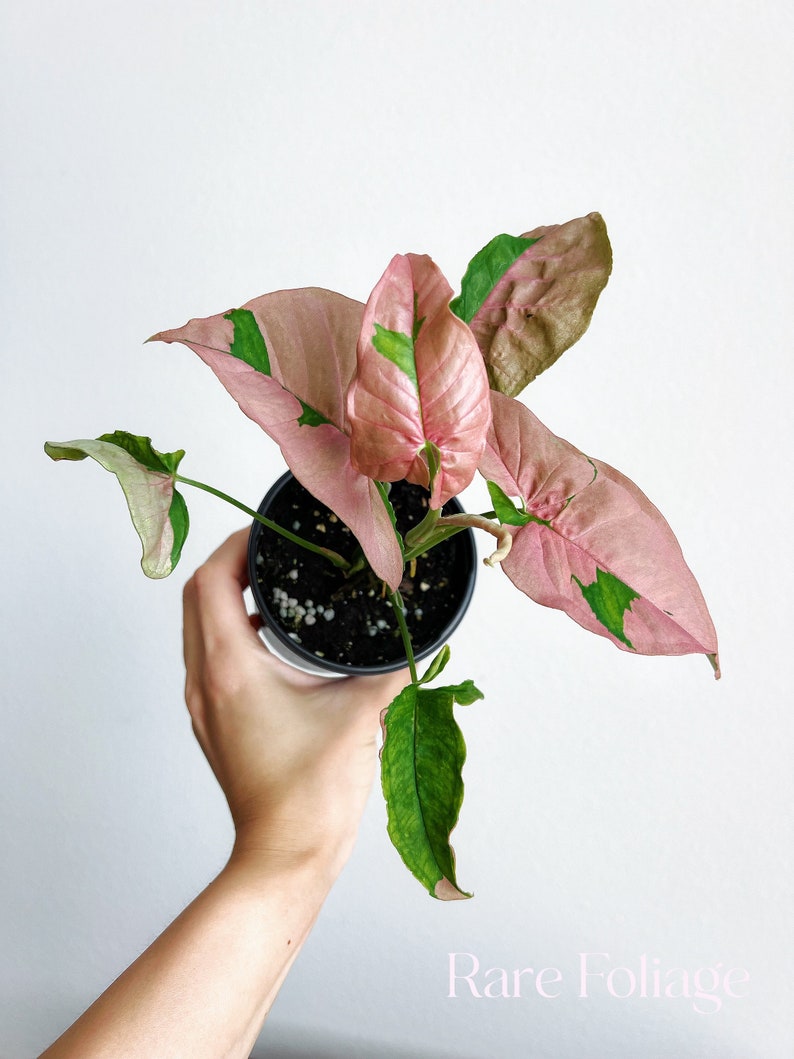 RareFoliagePlantCo Syngonium