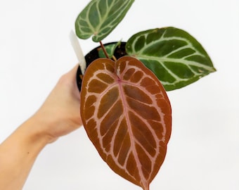 Anthurium KOS X Red Crystal - Large Seedling - Etsy