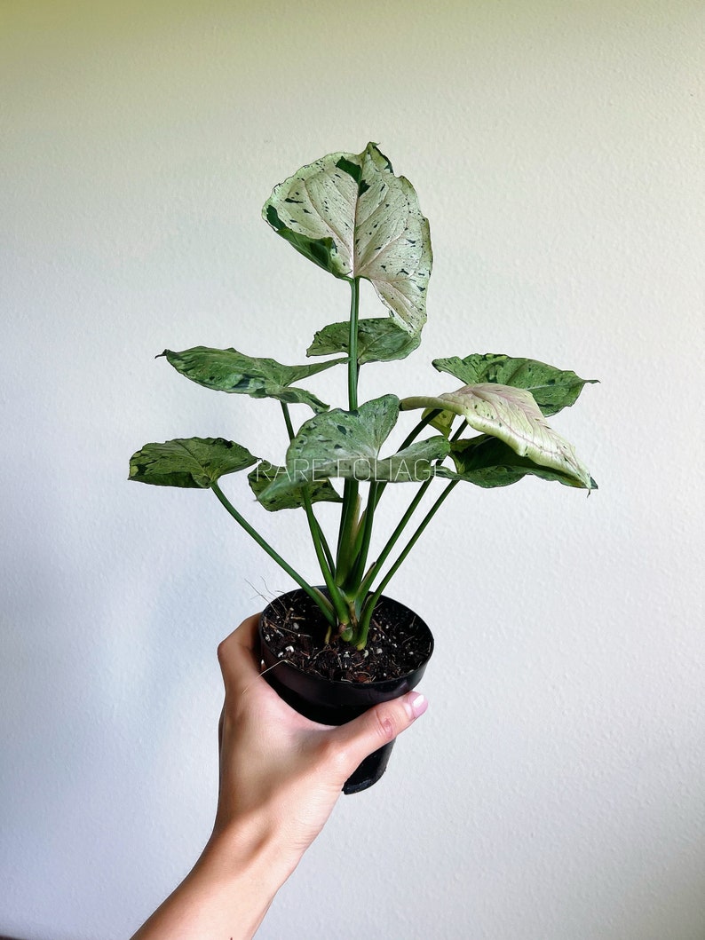RareFoliagePlantCo Syngonium - Thumbnail 4