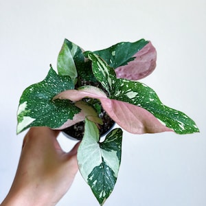 Syngonium Red Spot Tricolor 4” - US SELLER