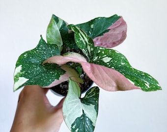Syngonium Red Spot Tricolor 4” - US SELLER