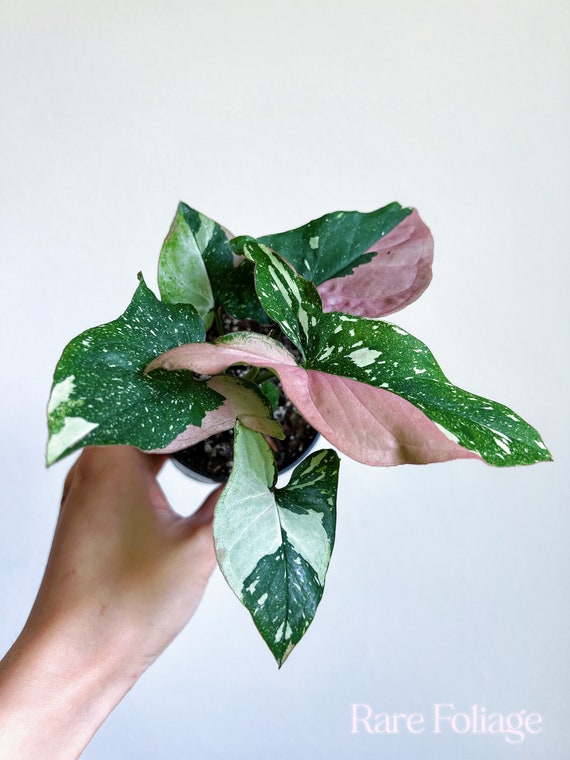 Syngonium Red Spot Tricolor 4” - US SELLER