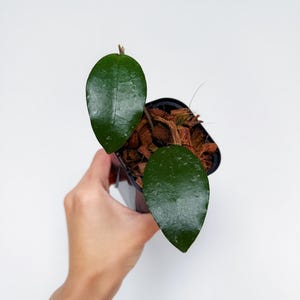 May include: A small potted plant with two large, glossy, dark green leaves. The plant is in a black plastic pot filled with brown mulch. The text "Rare Foliage" is at the bottom of the image.