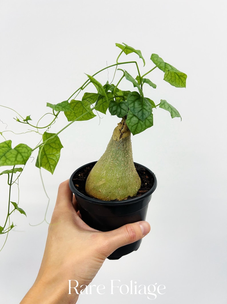 RareFoliagePlantCo Gerrardanthus Macrorhizus - Thumbnail 2