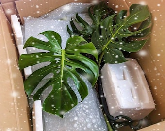 Winter Shipping Protection