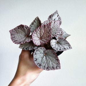 Begonia Silver Dollar 4” - US SELLER