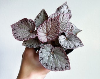 Begonia Silver Dollar 4” - US SELLER