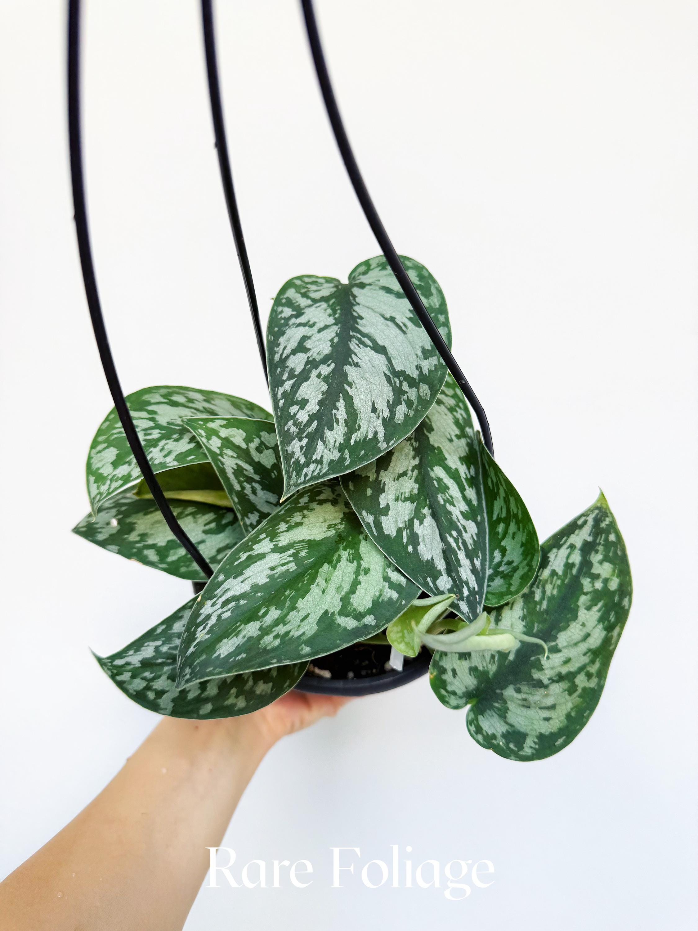 Scindapsus Mariposa - Etsy