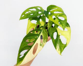 Monstera Adansonii Aurea Variegated 4" - US SELLER