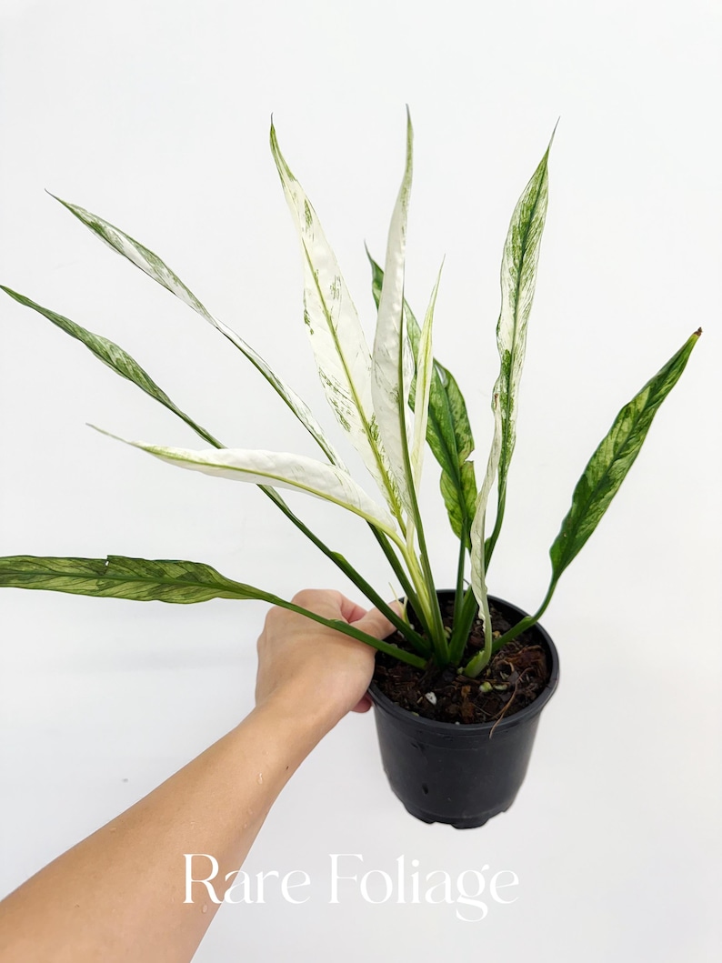 RareFoliagePlantCo Peace Lily - Thumbnail 2