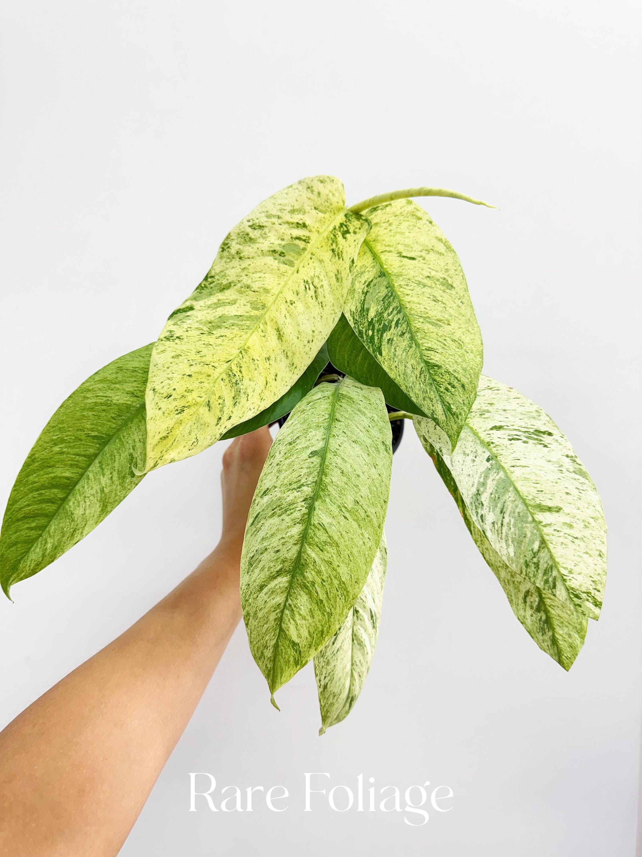 Rhaphidophora Gorillan Variegated 4” - US SELLER - Etsy