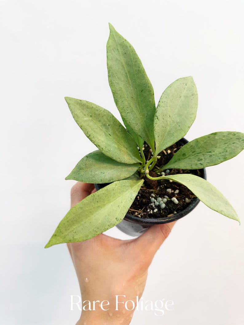 RareFoliagePlantCo Hoya New Guinea Ghost - Thumbnail 2