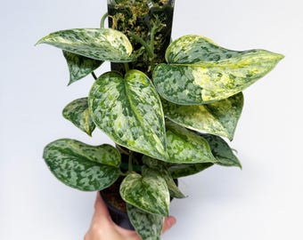 Scindapsus Matcha (maharlika); Green on Green - Exact Plant; US