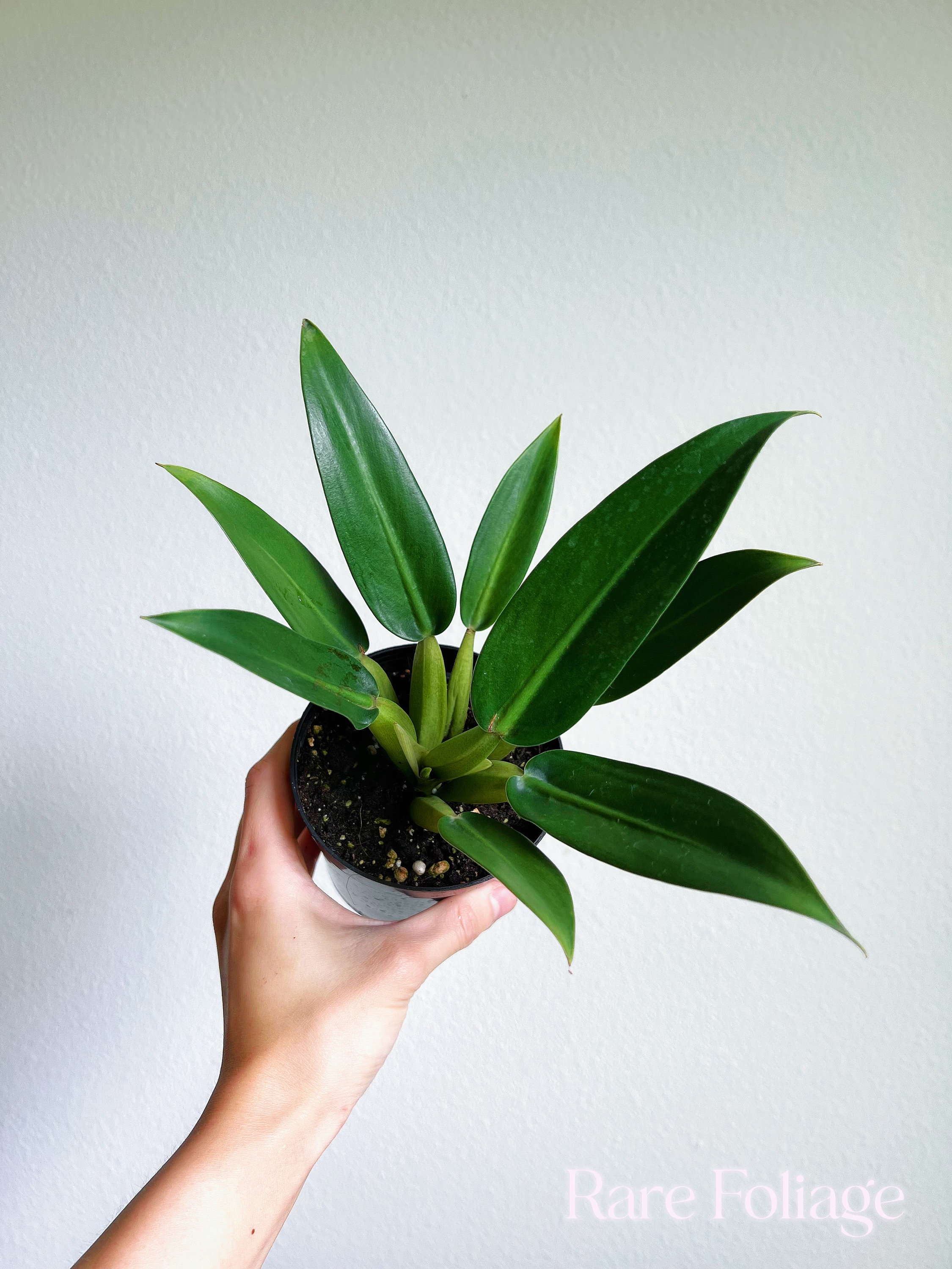 Philodendron Fat Boy Plant - Etsy