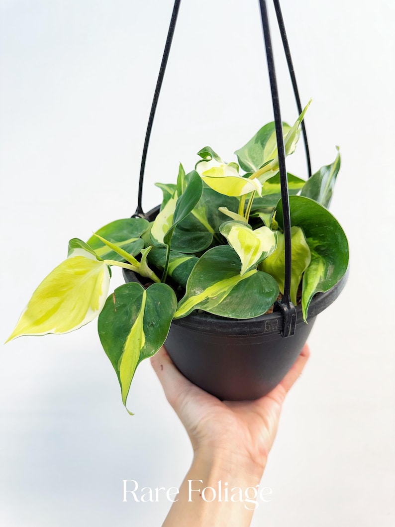 RareFoliagePlantCo Philodendron Hederaceum - Thumbnail 2