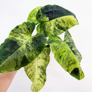 Homalomena Java Variegated 6” - US SELLER - Etsy