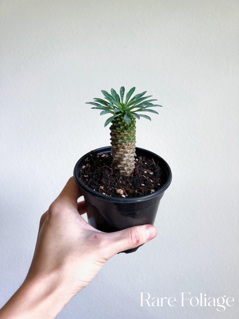 RareFoliagePlantCo Euphorbia Hypogaea