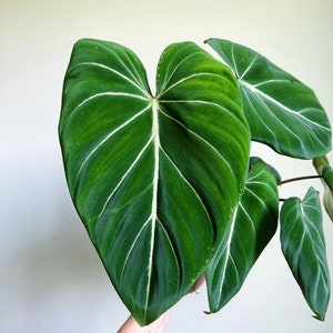 Philodendron Gloriosum 6" - US SELLER