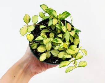 Hoya Heuschkeliana Variegata 4” - US SELLER