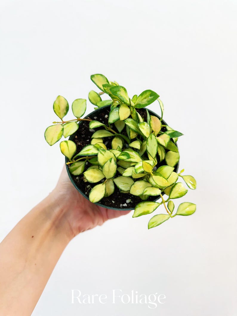 RareFoliagePlantCo Hoya Heuschkeliana Variegata - Thumbnail 3