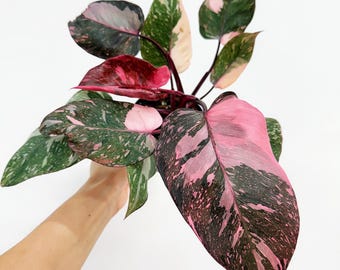 snake plant nearby Snake Plant for Sale