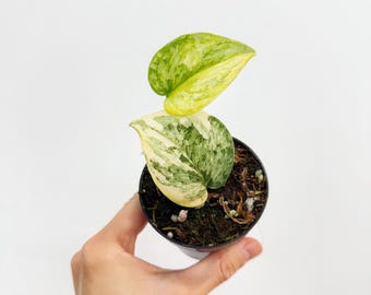 Scindapsus Sentarum - Etsy
