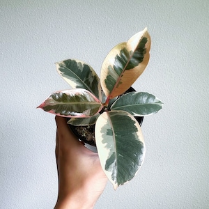 Ficus Tineke 4" - VENDEDOR DE EE. UU.
