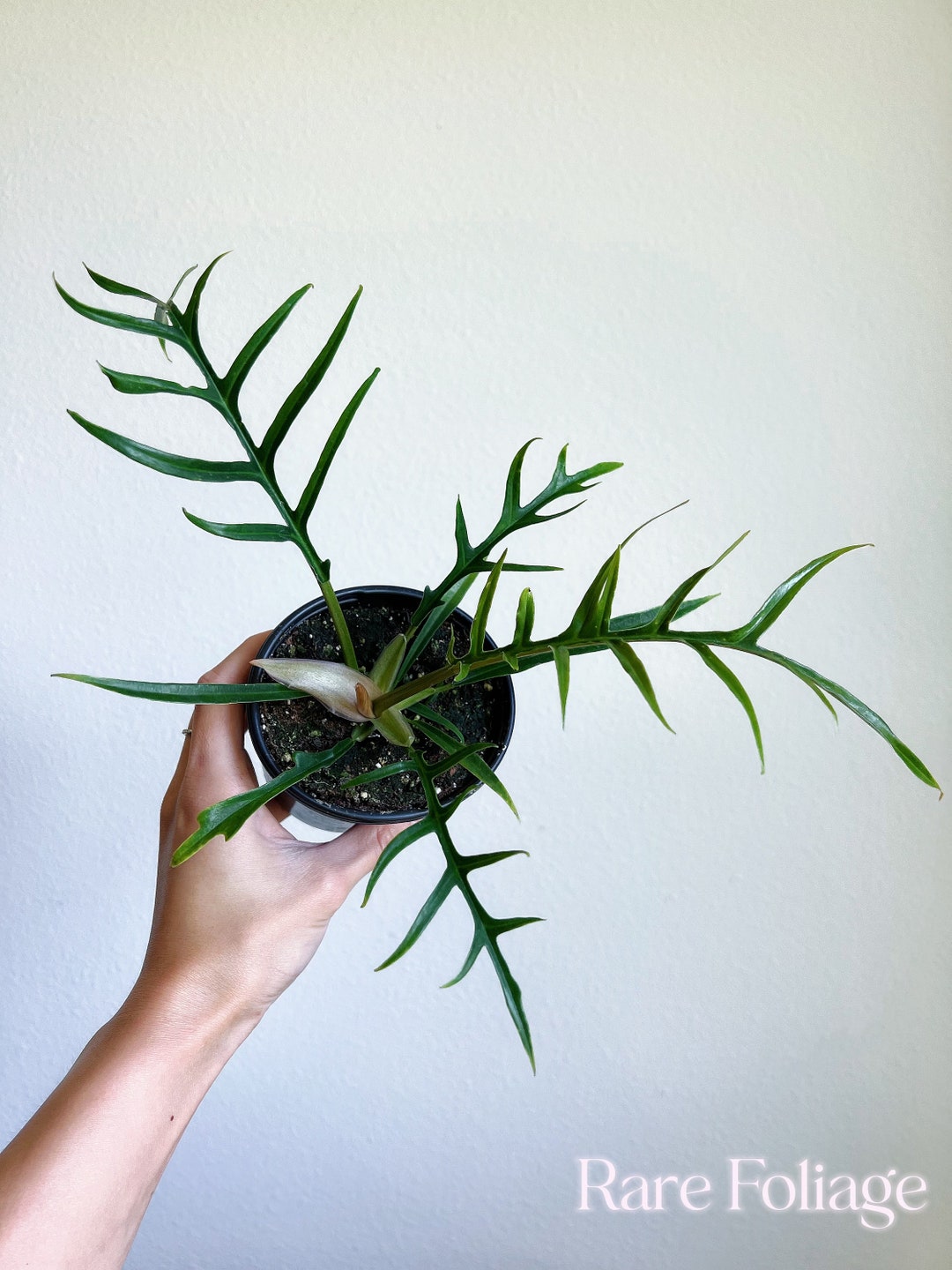Philodendron Tortum 4" - US SELLER - Etsy