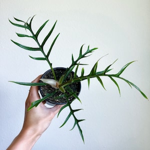 Philodendron Tortum 4&quot; - US SELLER