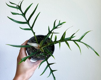 Philodendron Black Gold Starter Plant **(ALL Plants Require You to Purchase  ANY 2 Plants!)** - Etsy