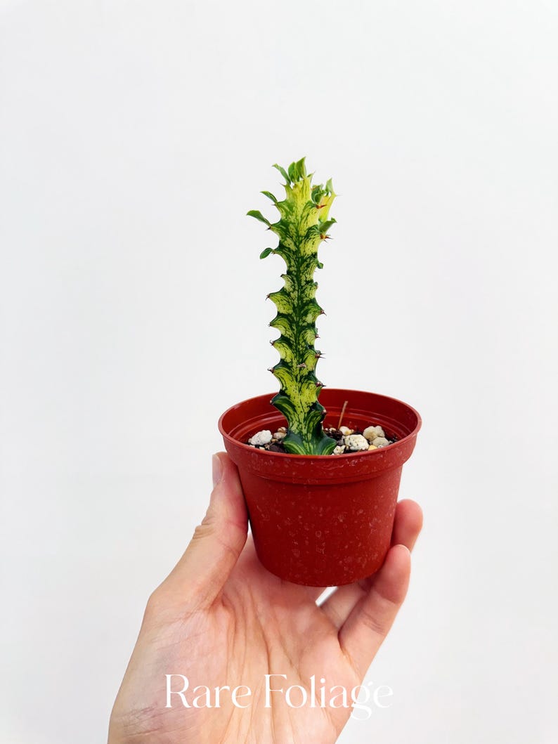 RareFoliagePlantCo Euphorbia Trigona - Thumbnail 3