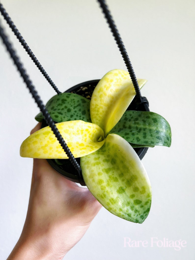 RareFoliagePlantCo Leopard Lily Hanging Basket