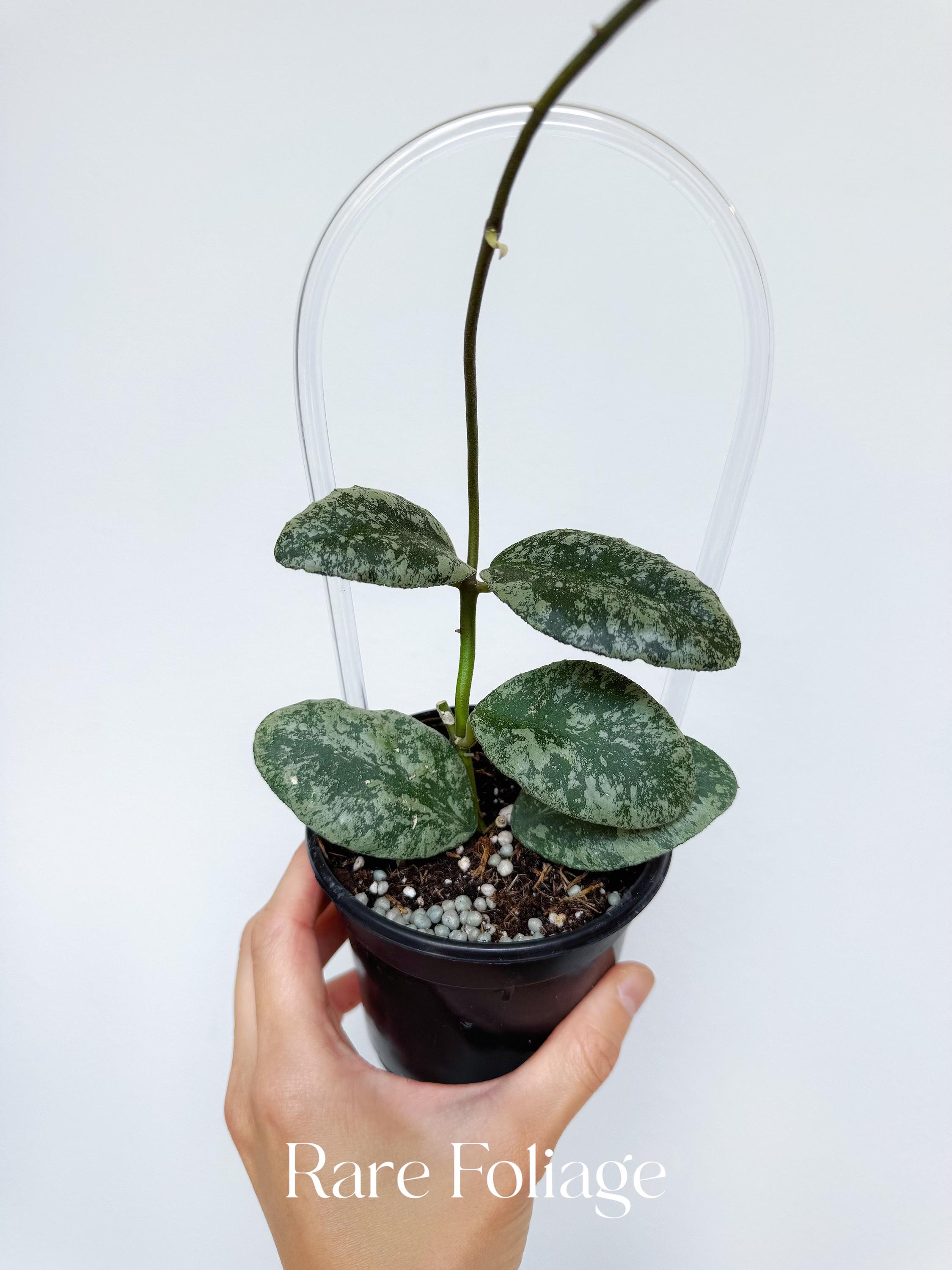Hoya Waymaniae Cloudy Sky - Etsy