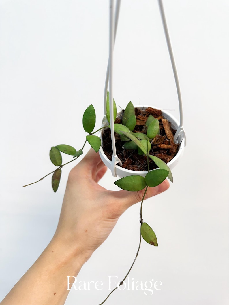 RareFoliagePlantCo Hoya Sigillatis Alas River - Thumbnail 2