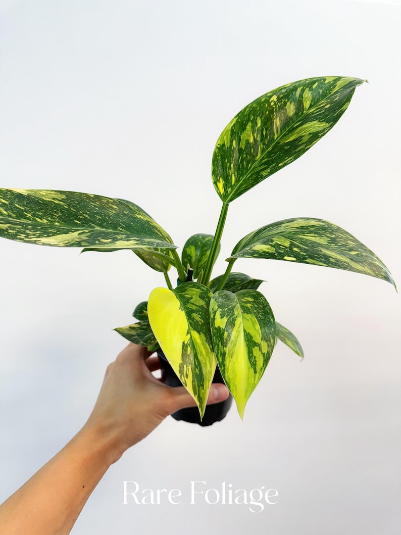 RareFoliagePlantCo Philodendron Congo