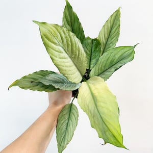 May include: A close-up of a plant with large, textured green leaves, some with a silvery hue. The leaves have visible veins and water droplets. The text "Rare Foliage" is at the bottom.
