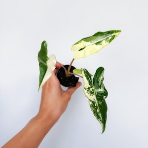 Variegated Alocasia Sarian - Etsy