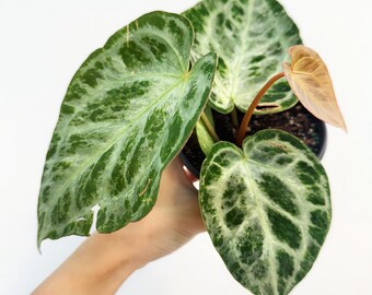 Exact Plant Anthurium Silver Blush X Silver Chrome Specific 4” Pot