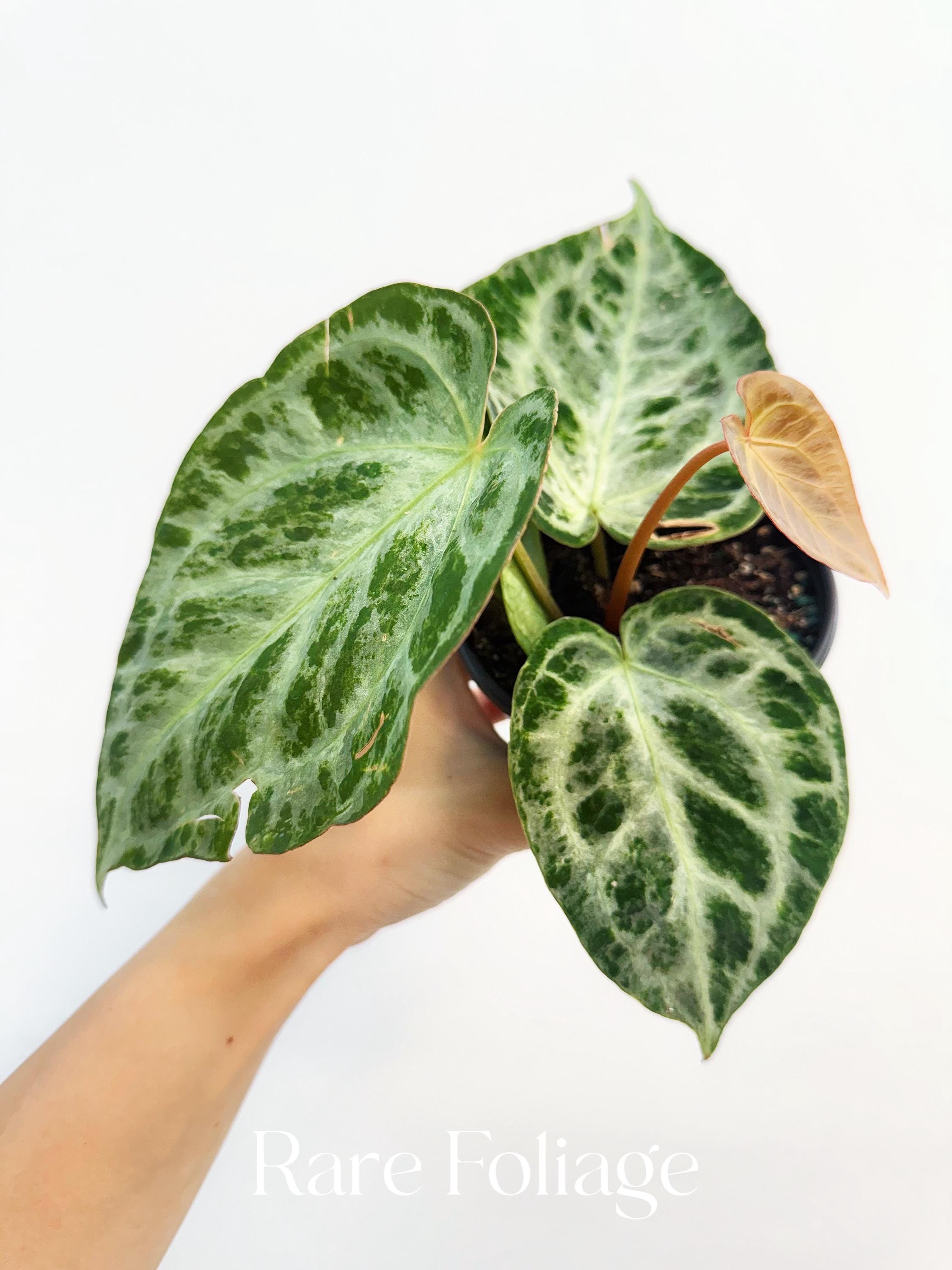 Anthurium Silver Blush Mint Variegated 4" - US SELLER - Etsy