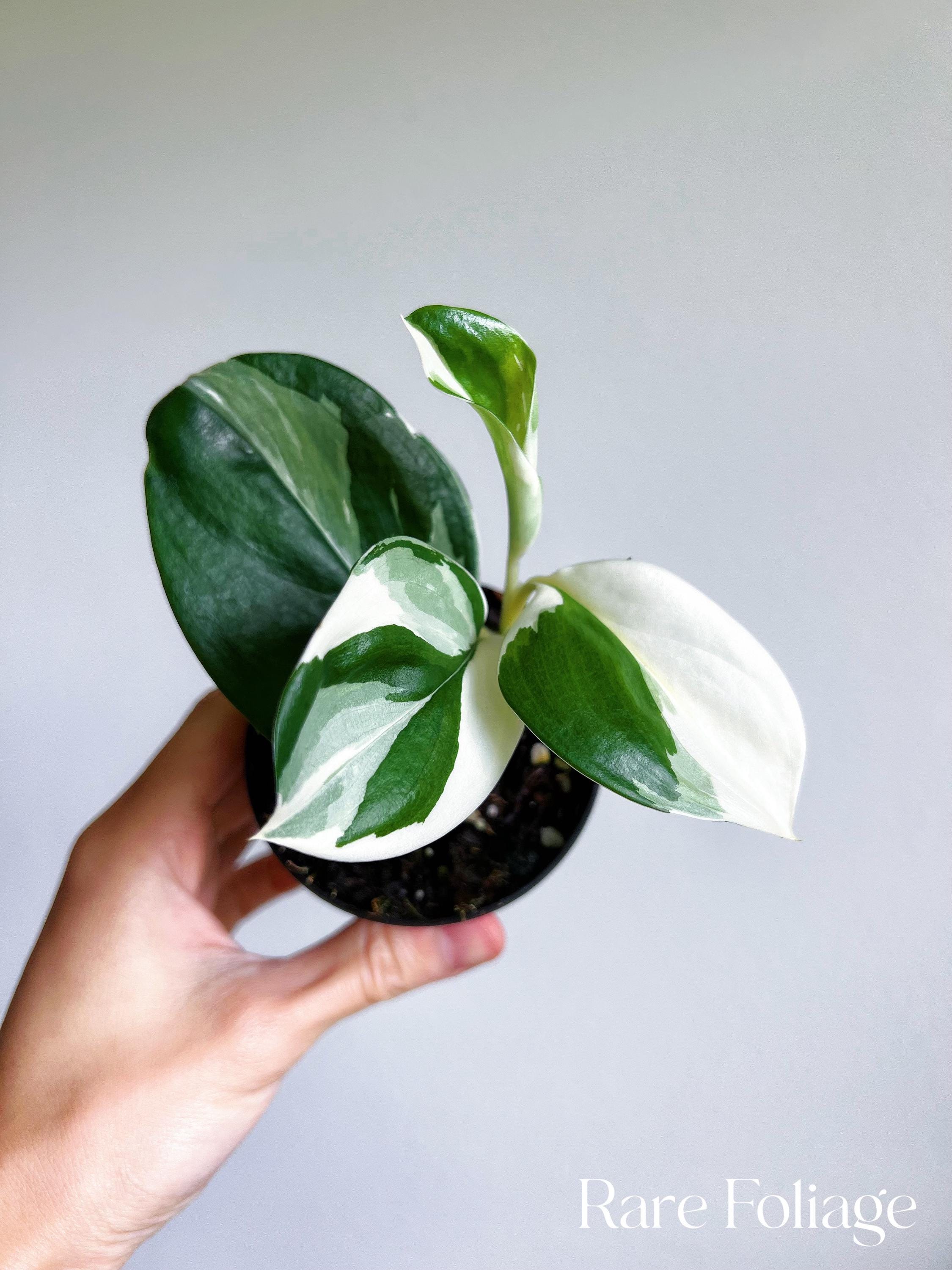 Scindapsus Albo - Etsy Scindapsus Albo - Etsy