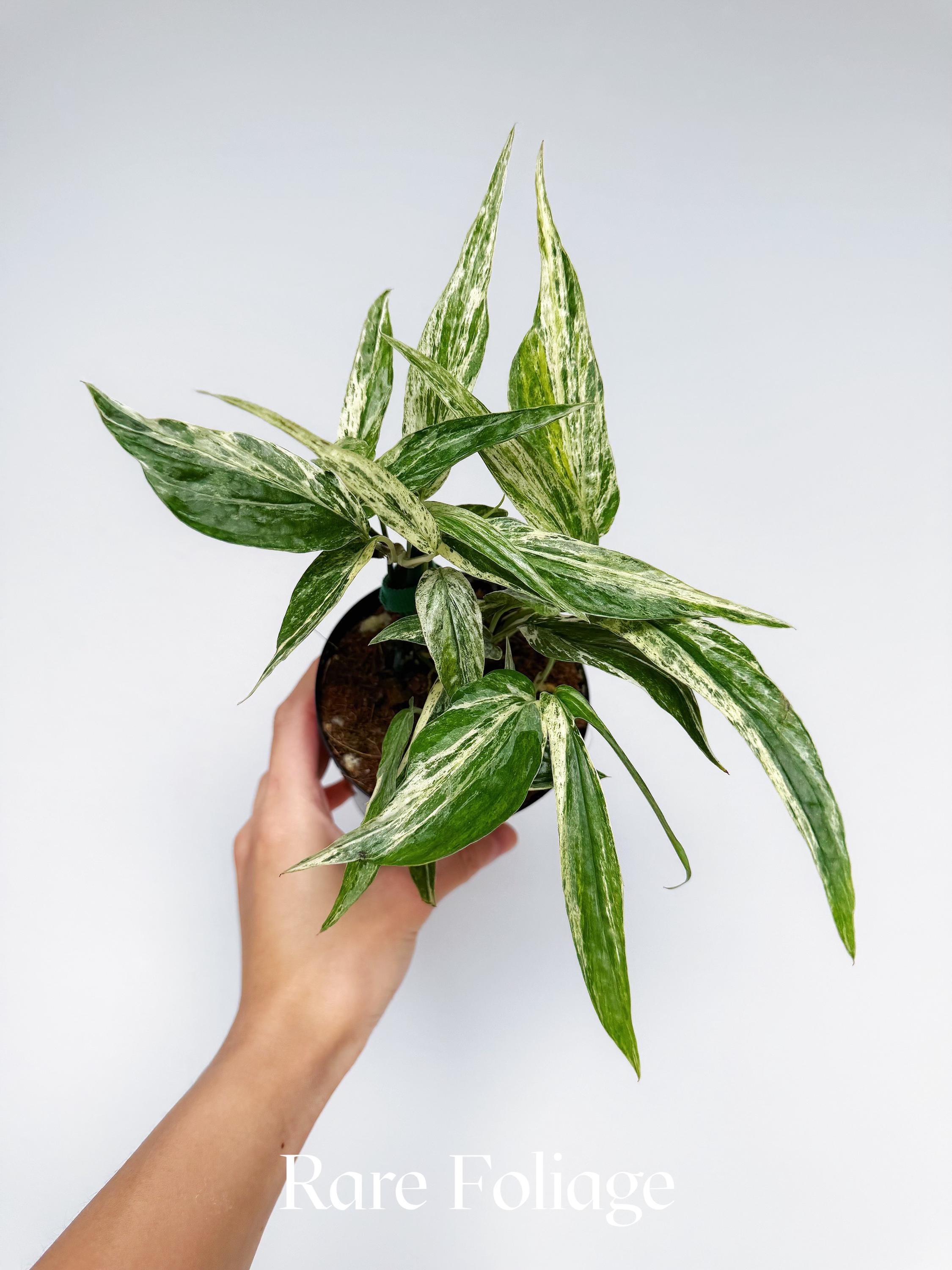 Amydrium Zippelianum Variegated 4” - US SELLER - Etsy